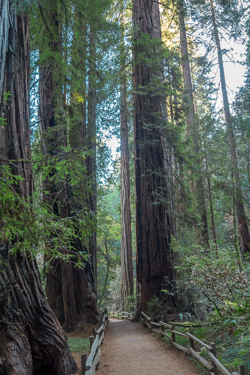 Redwoods 3