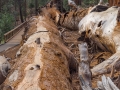 Sequoia  National Forrest umgestürzter Baum